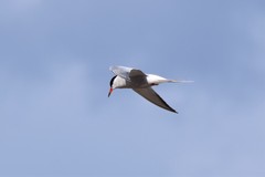Sterna hirundo