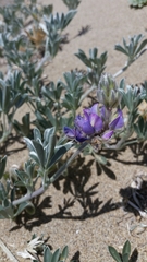 Lupinus tidestromii