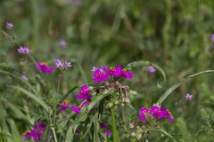 Tradescantia occidentalis