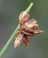 Ficinia acuminata