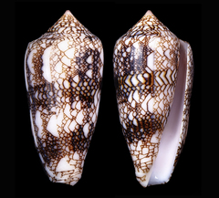 Conus canonicus