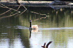 Branta canadensis