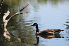 Branta canadensis