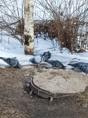 Columba livia domestica