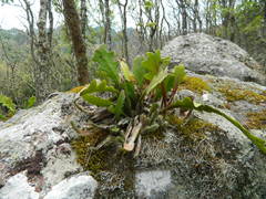 Disocactus anguliger