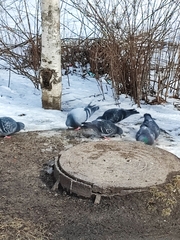 Columba livia domestica