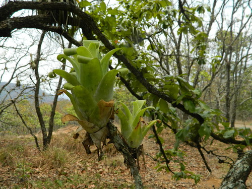 Catopsis compacta