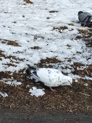 Columba livia domestica