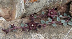 Brachystelma pulchellum