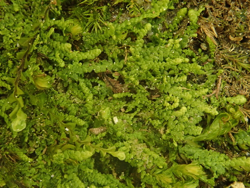 Image of Lejeunea cavifolia by (c) Christian Berg, some rights reserved (CC BY)