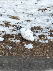 Columba livia domestica