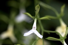 Epidendrum englerianum