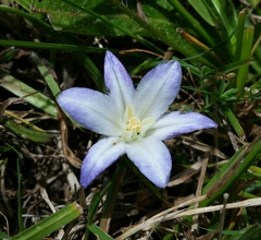 Brodiaea terrestris terrestris