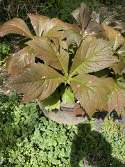 Rodgersia