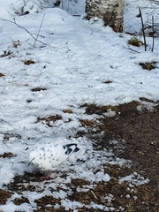 Columba livia domestica