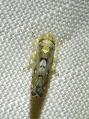 Scaphoideus