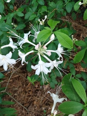 Rhododendron colemanii