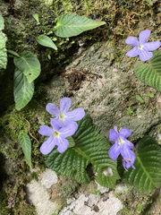 Streptocarpus silvaticus