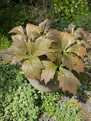 Rodgersia