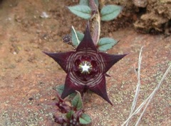 Brachystelma pulchellum