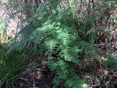 Histiopteris