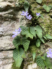 Streptocarpus silvaticus