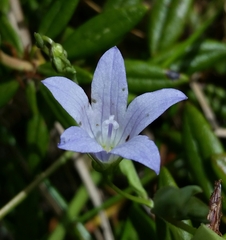 Campanula californica