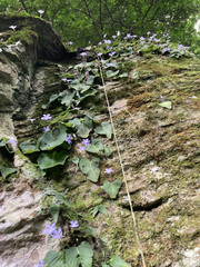Streptocarpus silvaticus