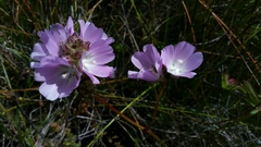 Sidalcea calycosa rhizomata