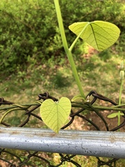 Aristolochia macrophylla