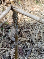 Sarcoglottis schaffneri