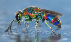 Chrysis mionii