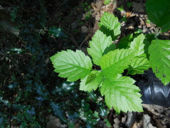 Karpatiosorbus latifolia