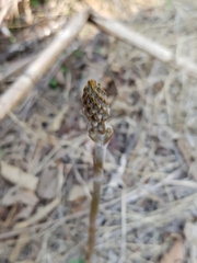 Sarcoglottis schaffneri