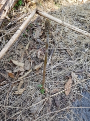 Sarcoglottis schaffneri