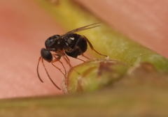 Neuroterus quercicola