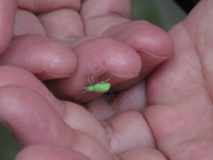 Phyllobius brevitarsis