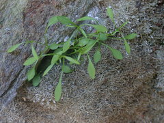 Moehringia diversifolia