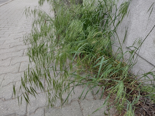 stoklas strechový (Bromus tectorum)