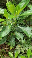 Psychotria grandis