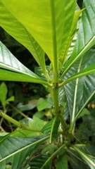 Psychotria grandis