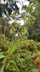 Psychotria grandis