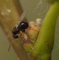 Neuroterus quercicola