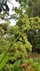 Psychotria grandis