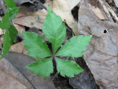 Tetrastigma obtectum glabrum