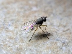 Diptera