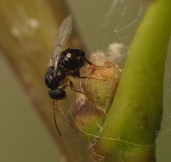 Neuroterus quercicola