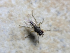 Diptera