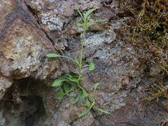 Moehringia diversifolia