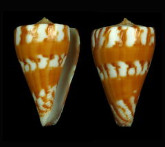 Conus capitanellus